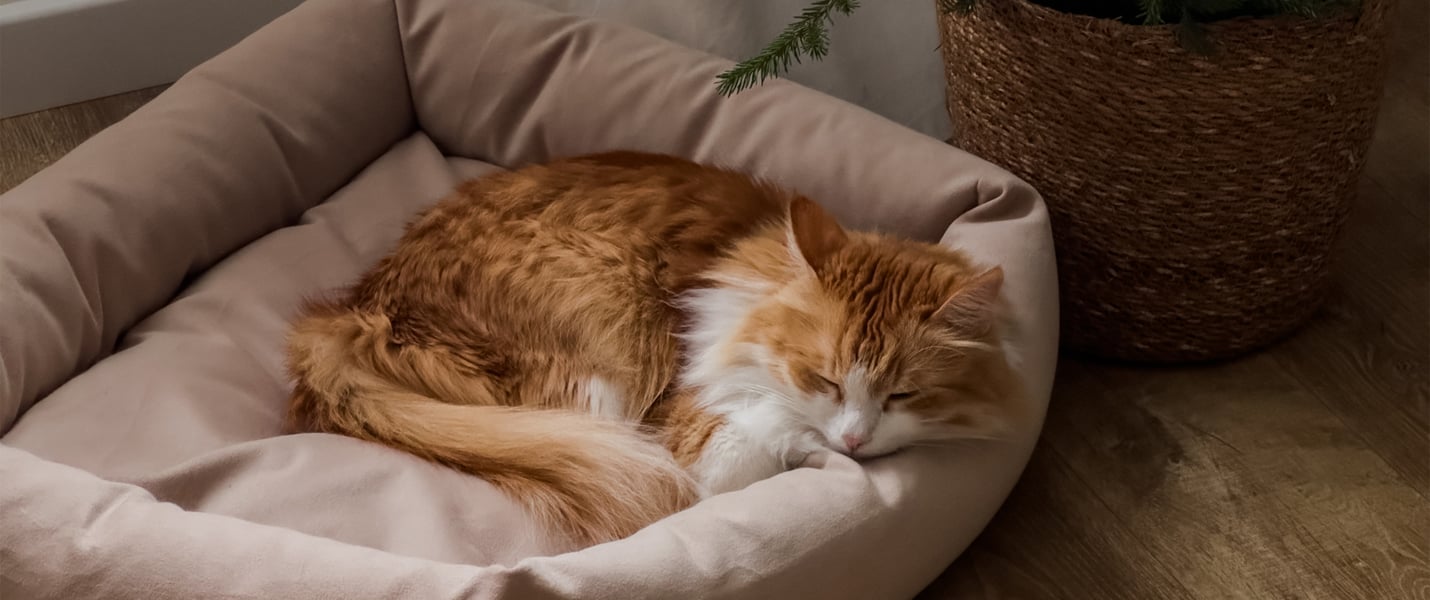 A ginger and white cat laying in a beige coloured bed.