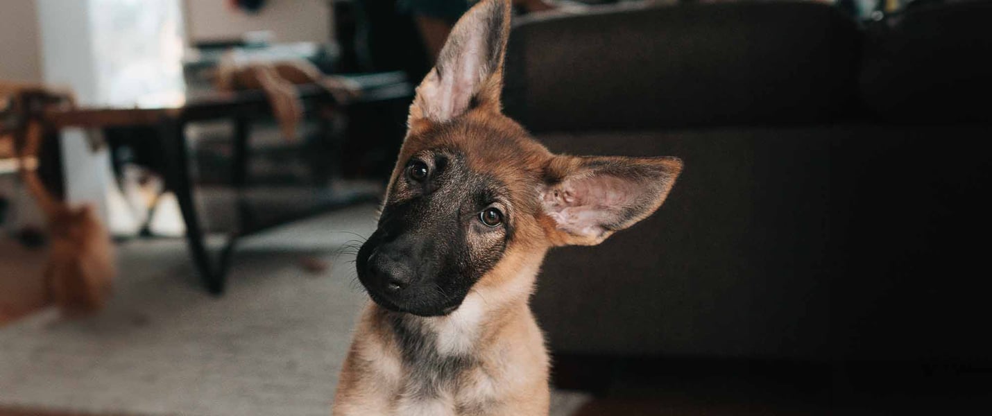 Confused puppy with pre existing condition who needs pet insurance