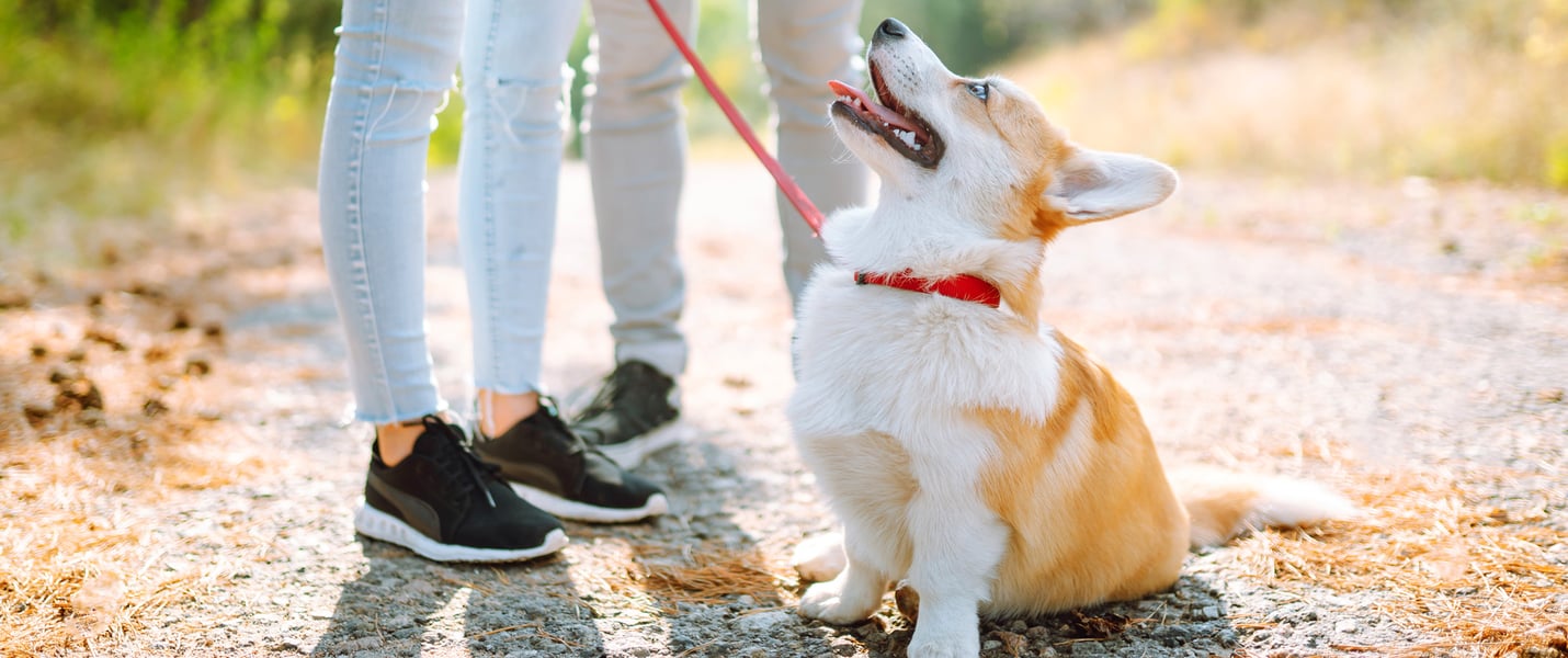 A corgi looking up happily at their owner.