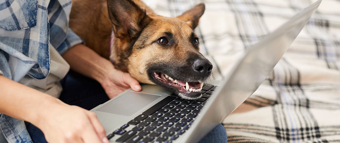 a dog looking at a laptop