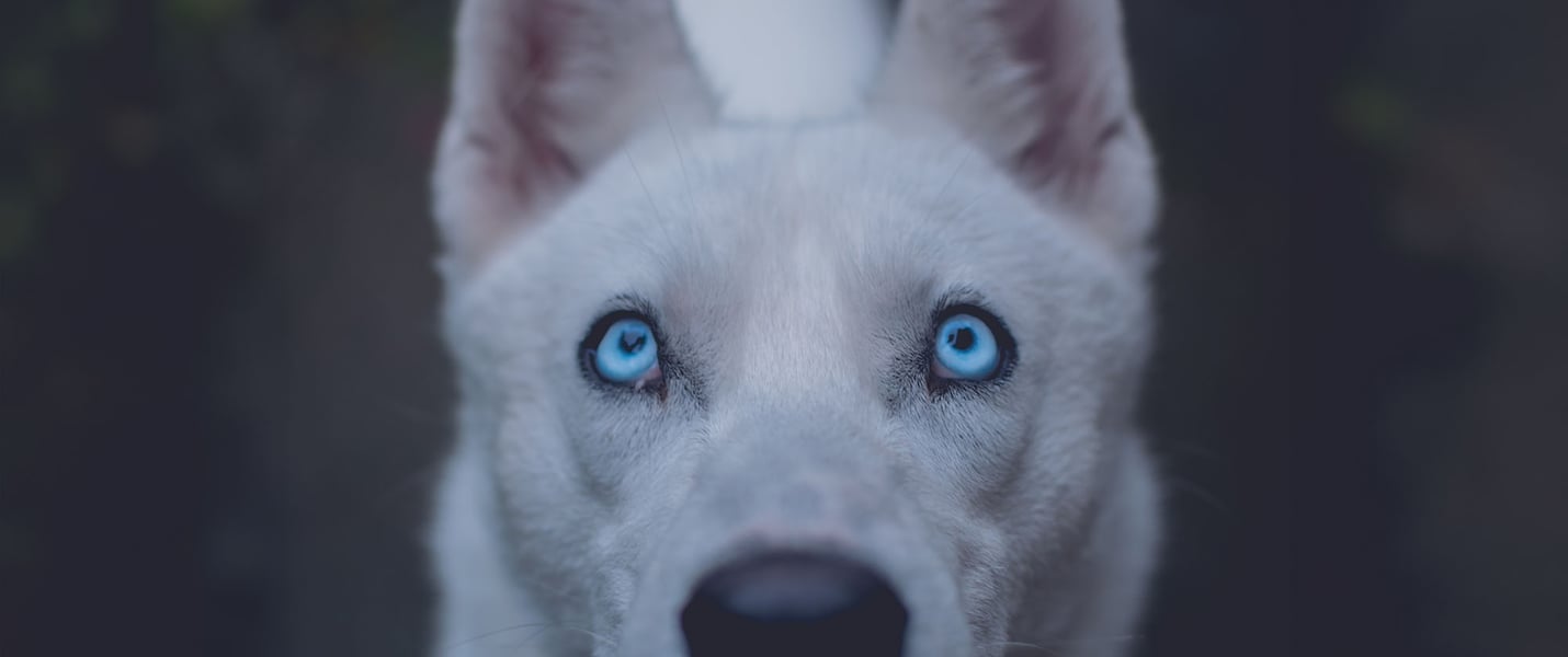 A close up of a dogs eyes looking up