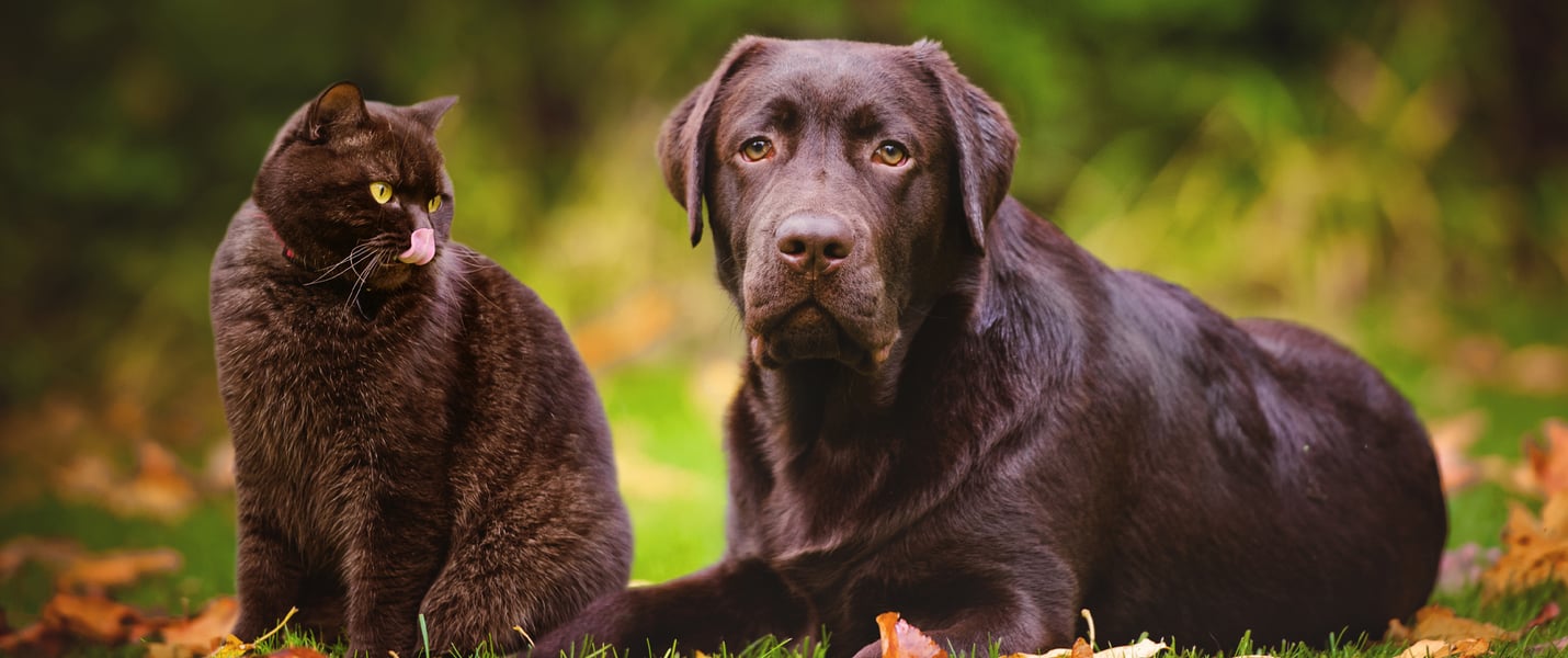A black cat sitting next to a brown labrador on grass.