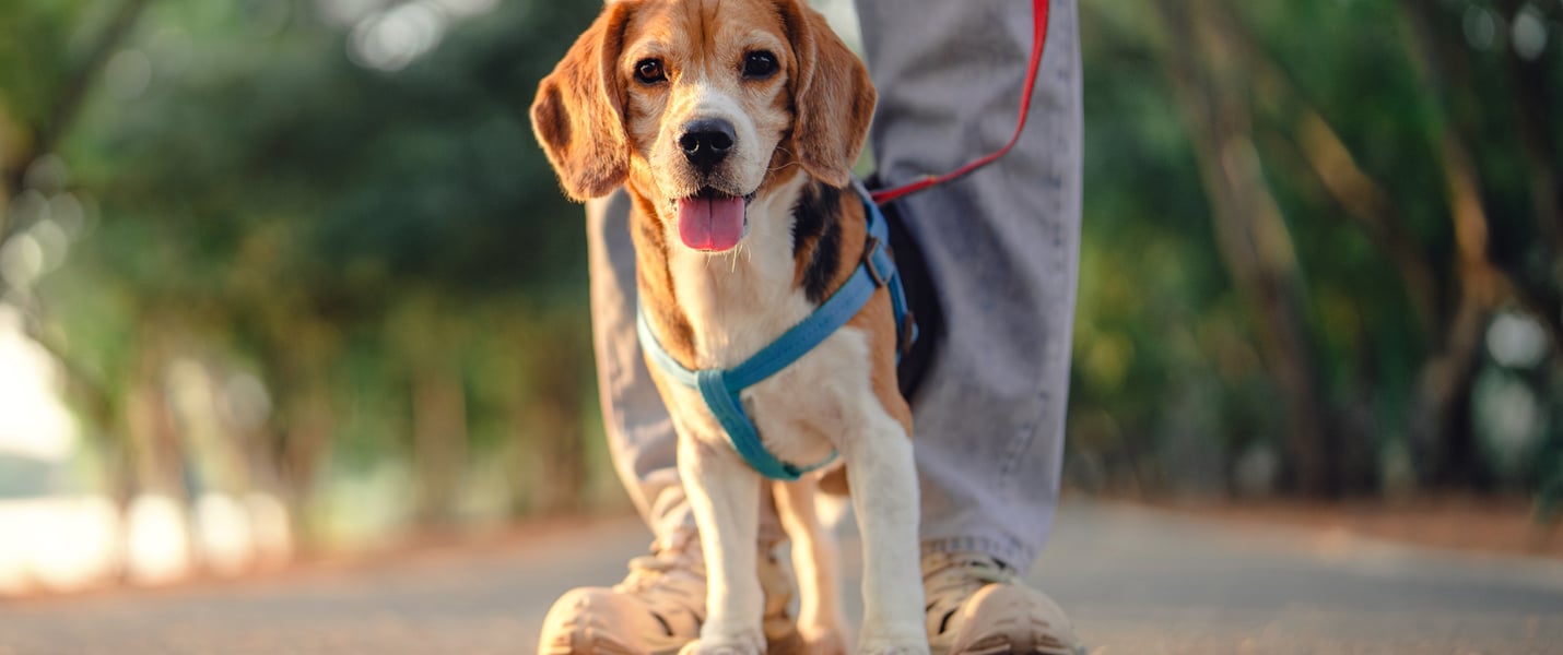 Beagle with tongue out on a blue harness and red lead in a park