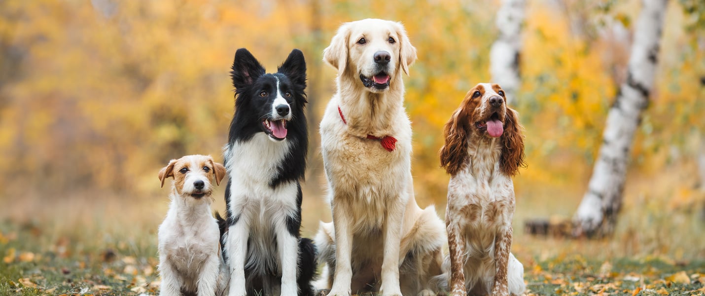 4 different dog breeds standing in a row