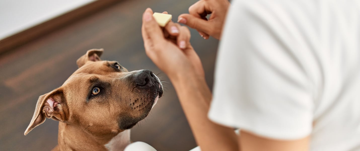 owner signalling 'no' to dog looking at white chocolate