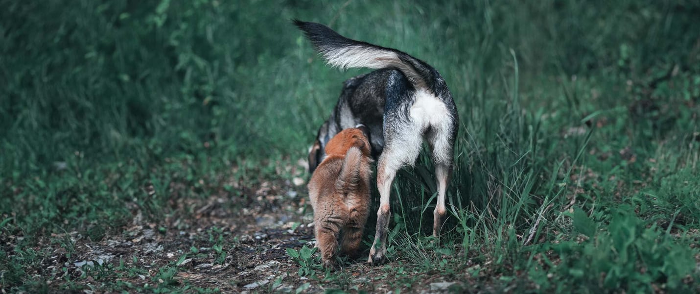 A puppy and an adult dog being introduced