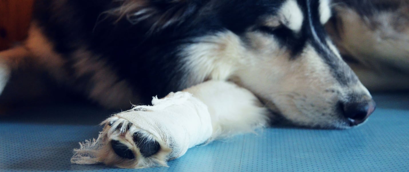 a dog with a bandage around its leg