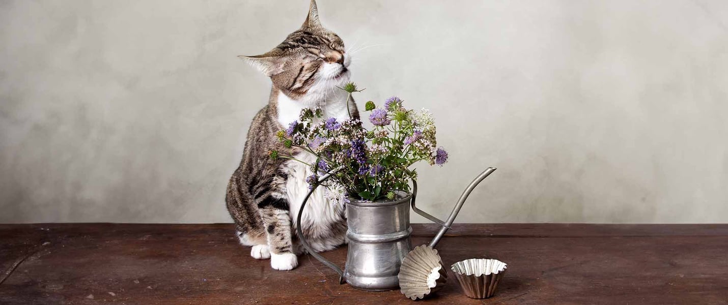 Cat about to sneeze, sat next to flower pot