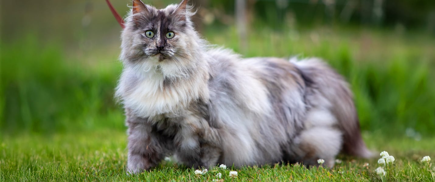 A very large fluffy cat standing on grass.