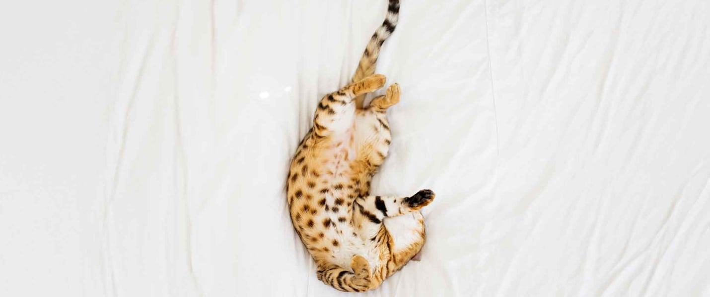 Bengal cat laying on back