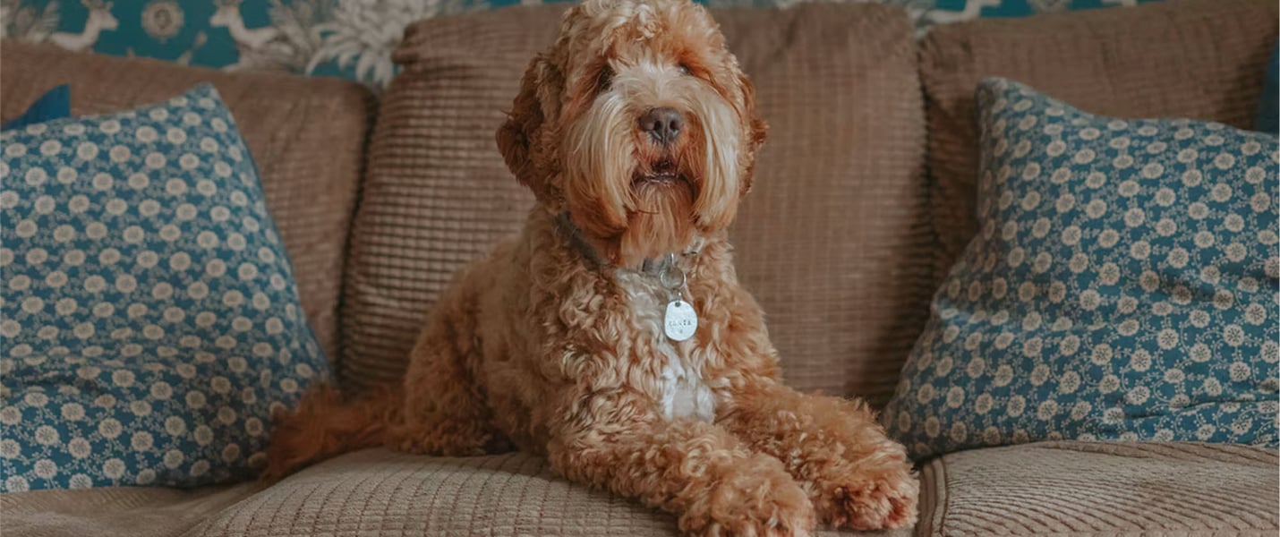 A cockapoo on a sofa