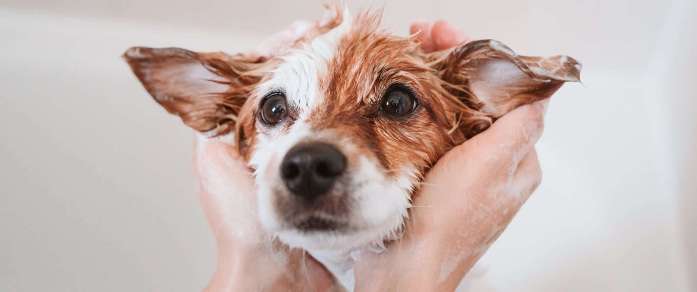 A close up of a wet jack russell being embraced in two hands.