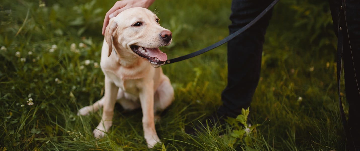 A cream-coloured Labrador being patted on the head and sitting in grass.