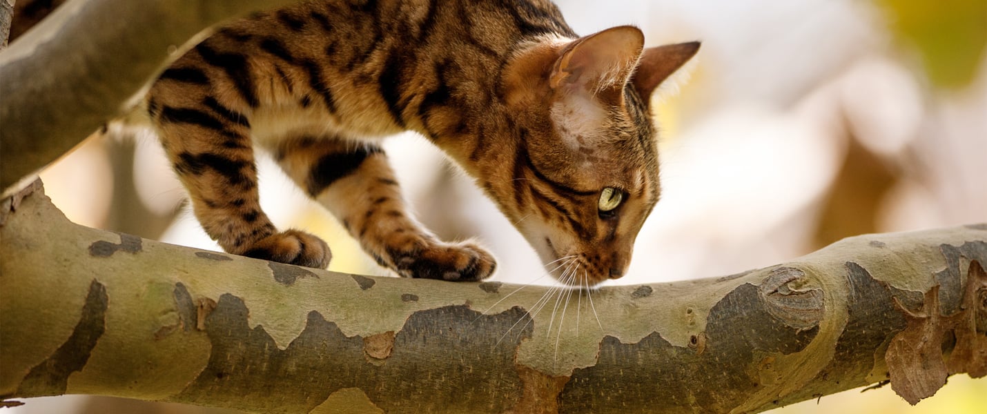 bengal walking on a tree branch