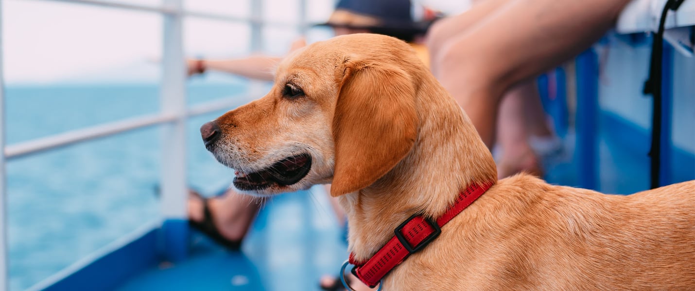 A dog looking out on a ship.