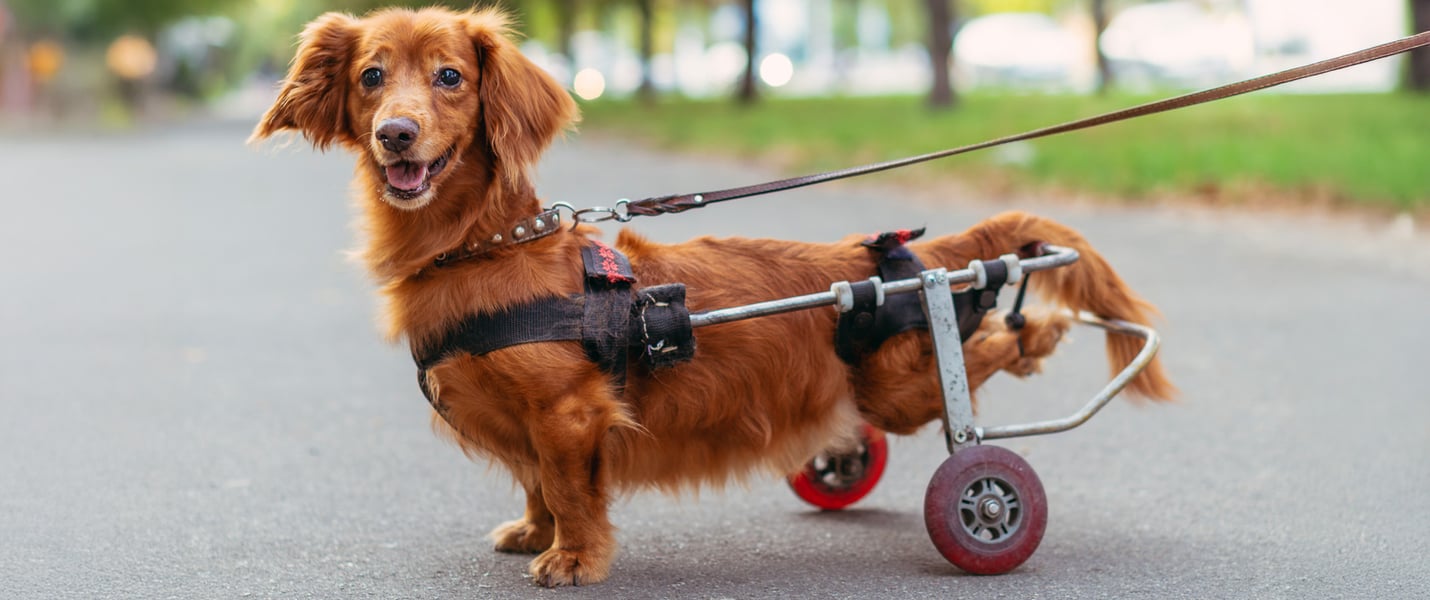 Small dog with wheels to support back legs