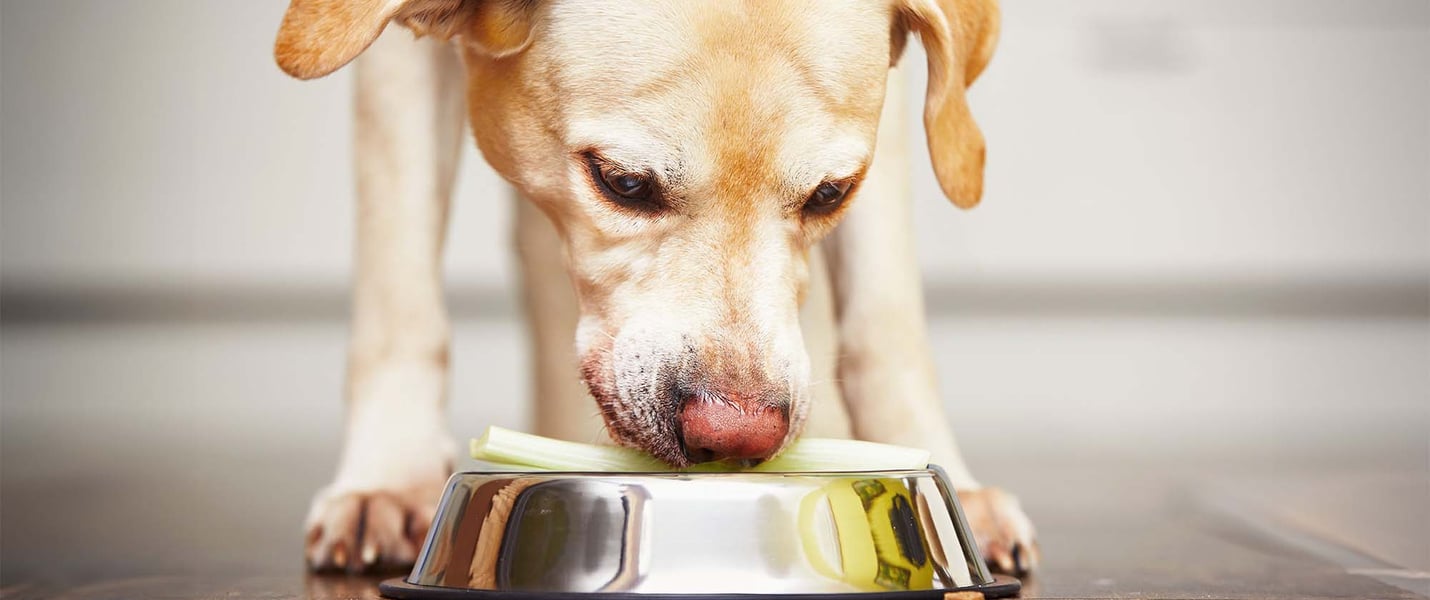 labrador eating celery out of his metal bowl
