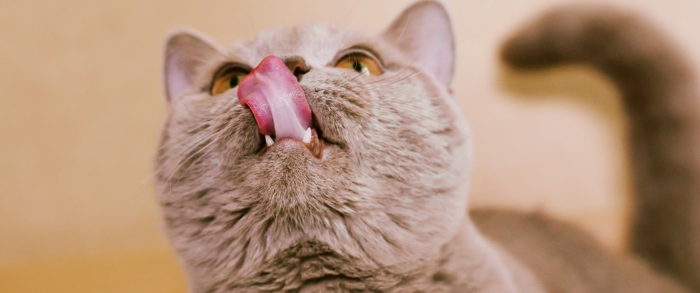 A cat sticking her tongue out.