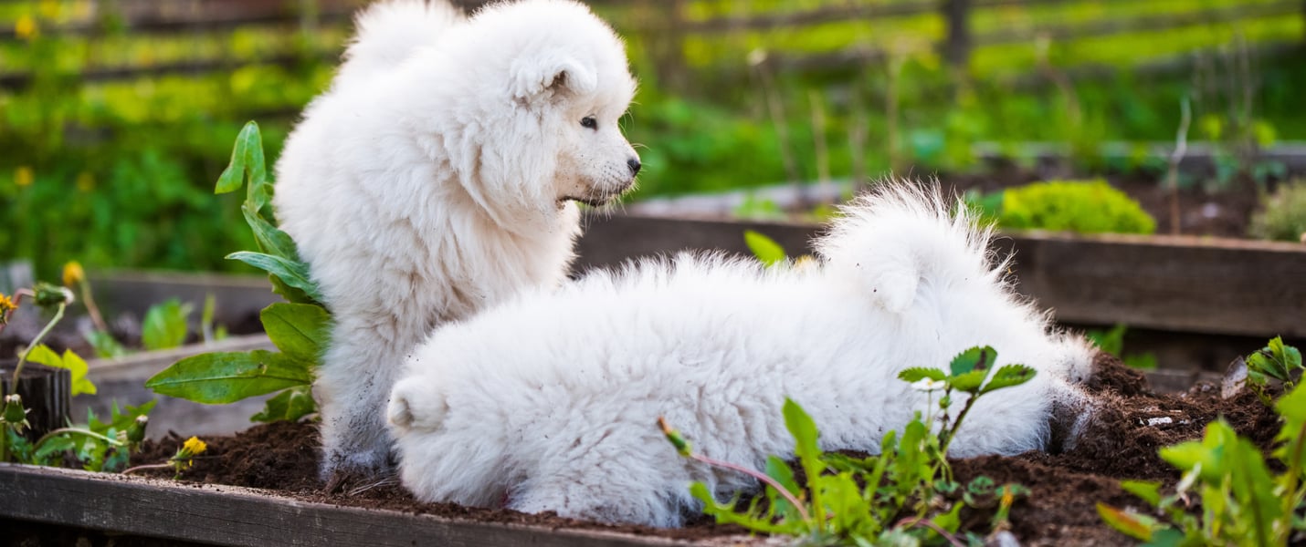 two white puppies sitting in a vegetable bed