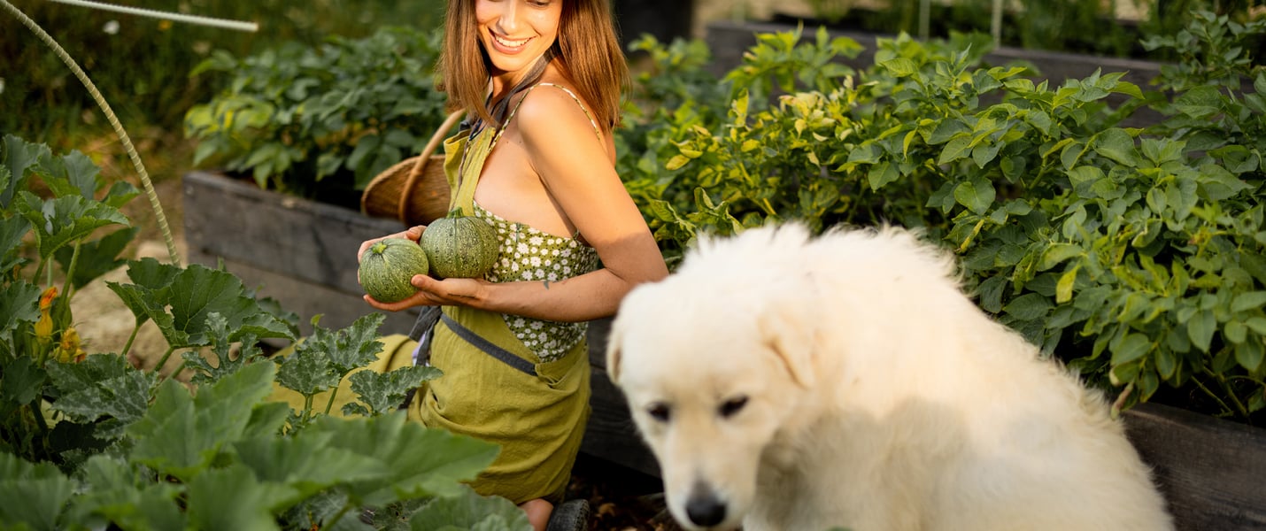 Golden Retriever sitting in vege patch with owner who is holding courgettes