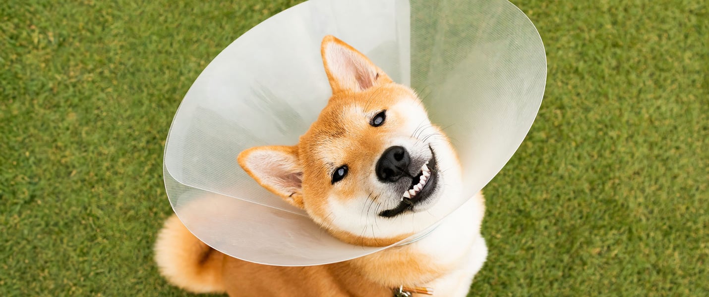 A dog looking up with a medical cone on