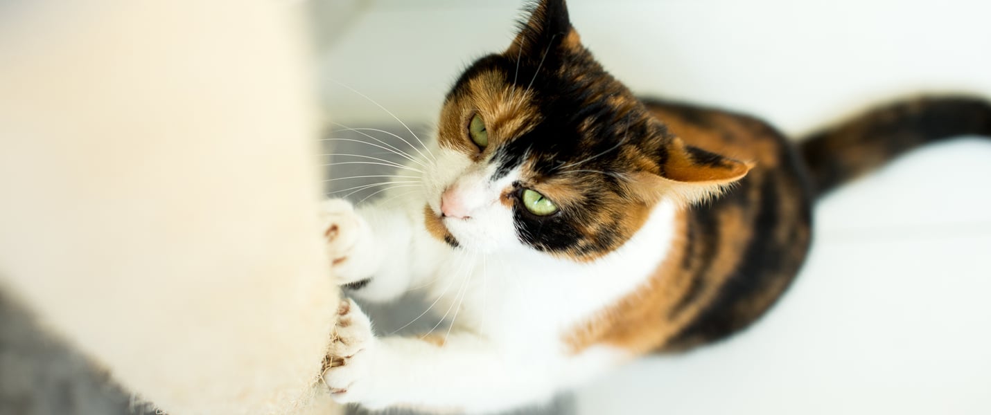A quite angry looking tri-colour cat using a scratching post.