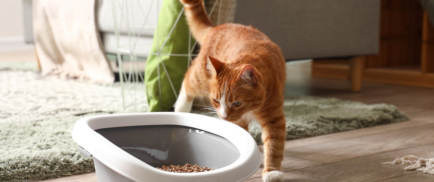 ginger cat sniffing litter box