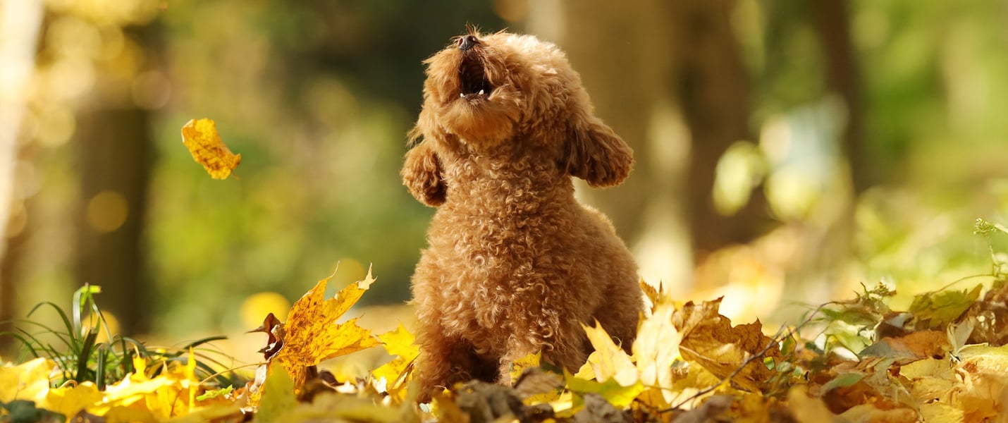 A maltipoo barking very loudly outdoors.