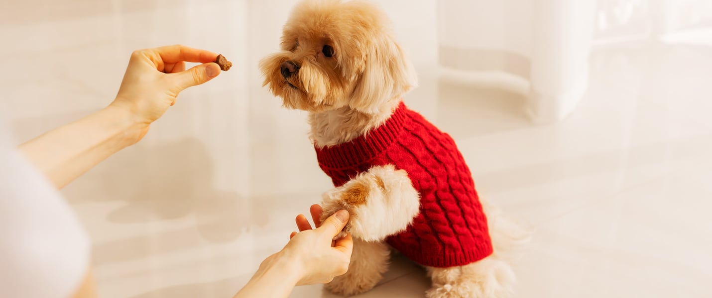 A Cavapoo in a red jumper giving their paw for a treat.