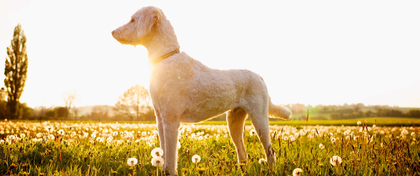 A labradoodle standing in a field of dandelions.