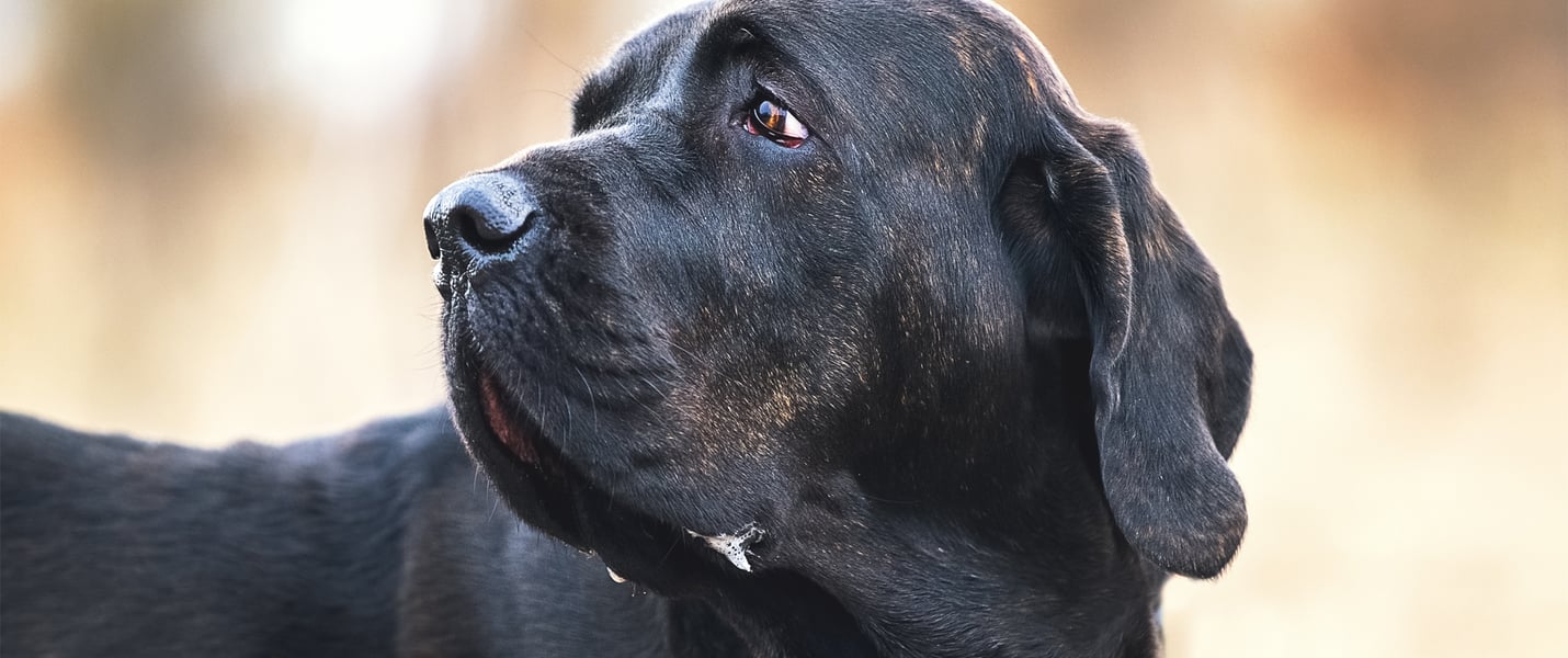 A close up image of a Filo Brasileiro