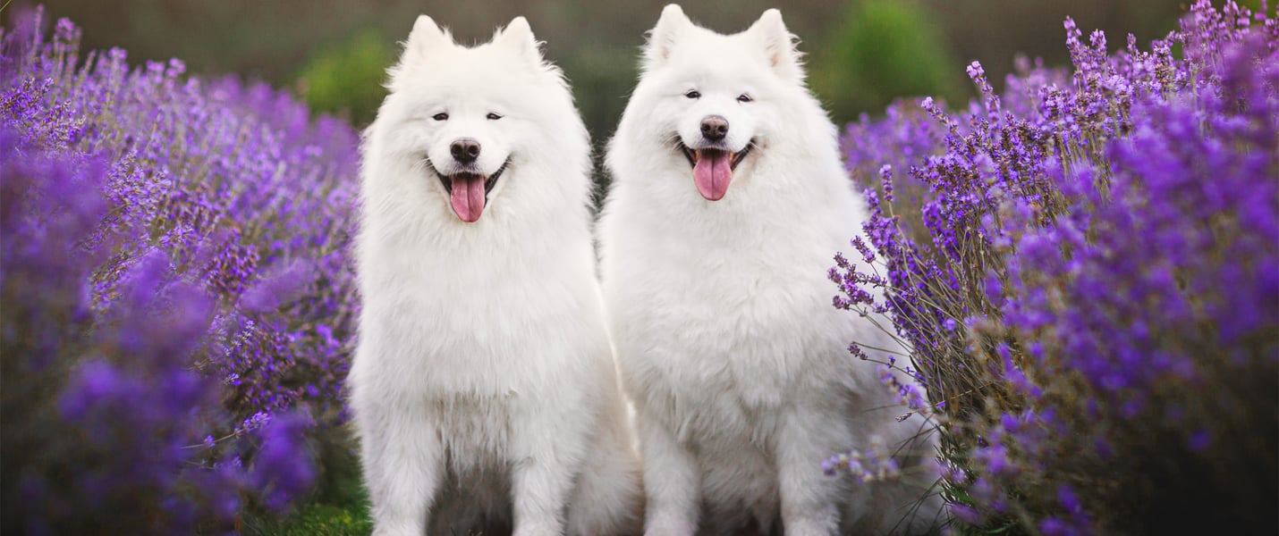 Two samoyeds sat in a field of lavender.