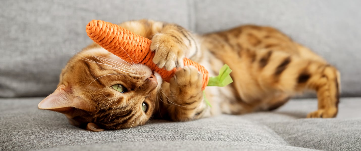 Tabby cat playing with eco friendly toy carrot