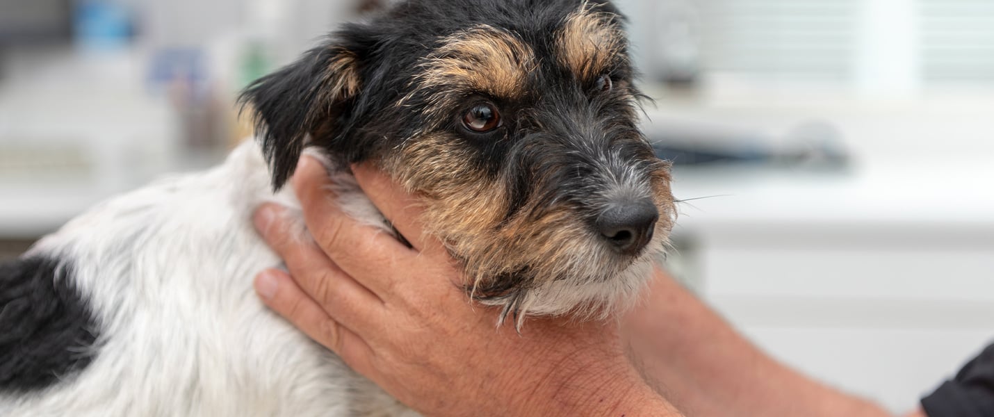 Jack Russell with vets hands around face