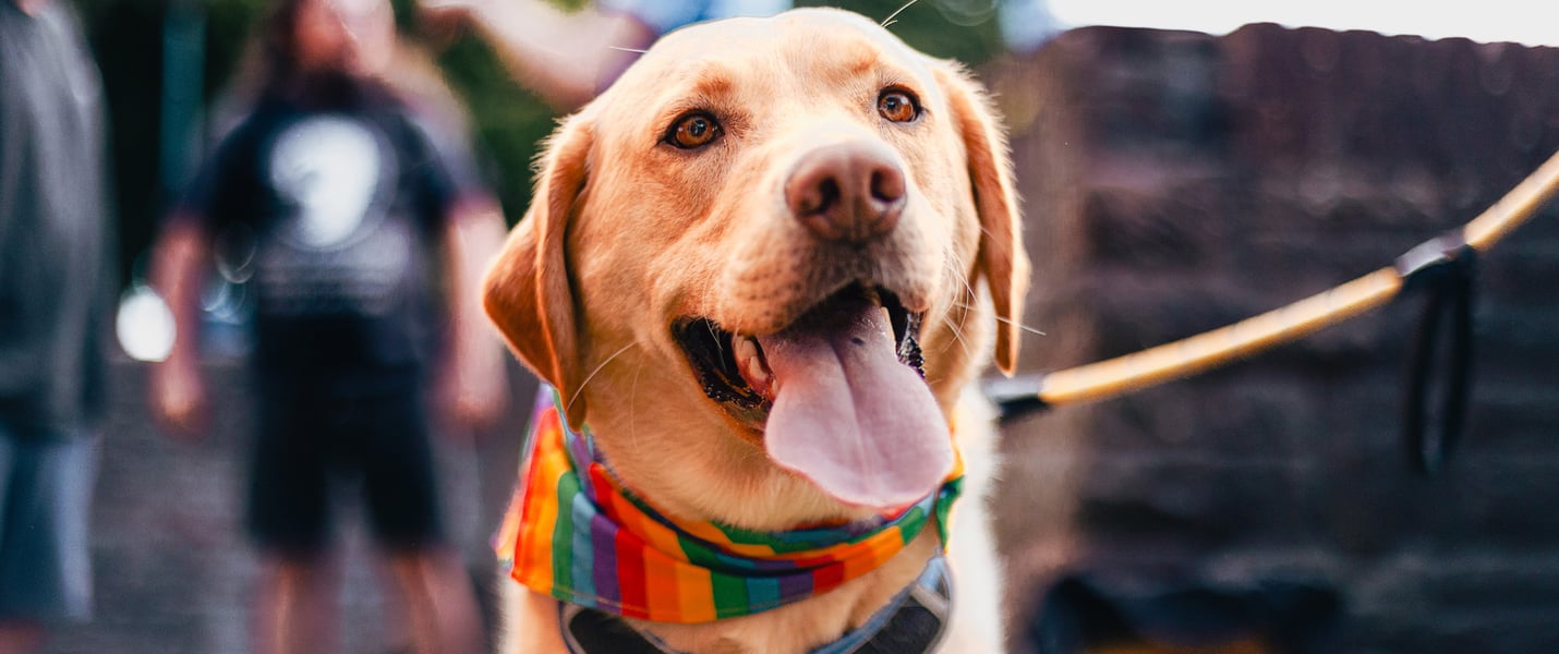 A labrador wearing a rainbow bandana.