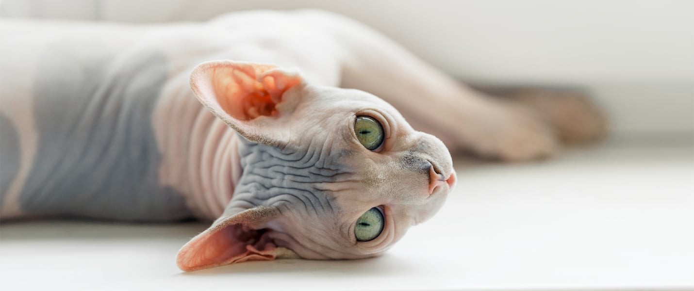 a sphynx cat laying down