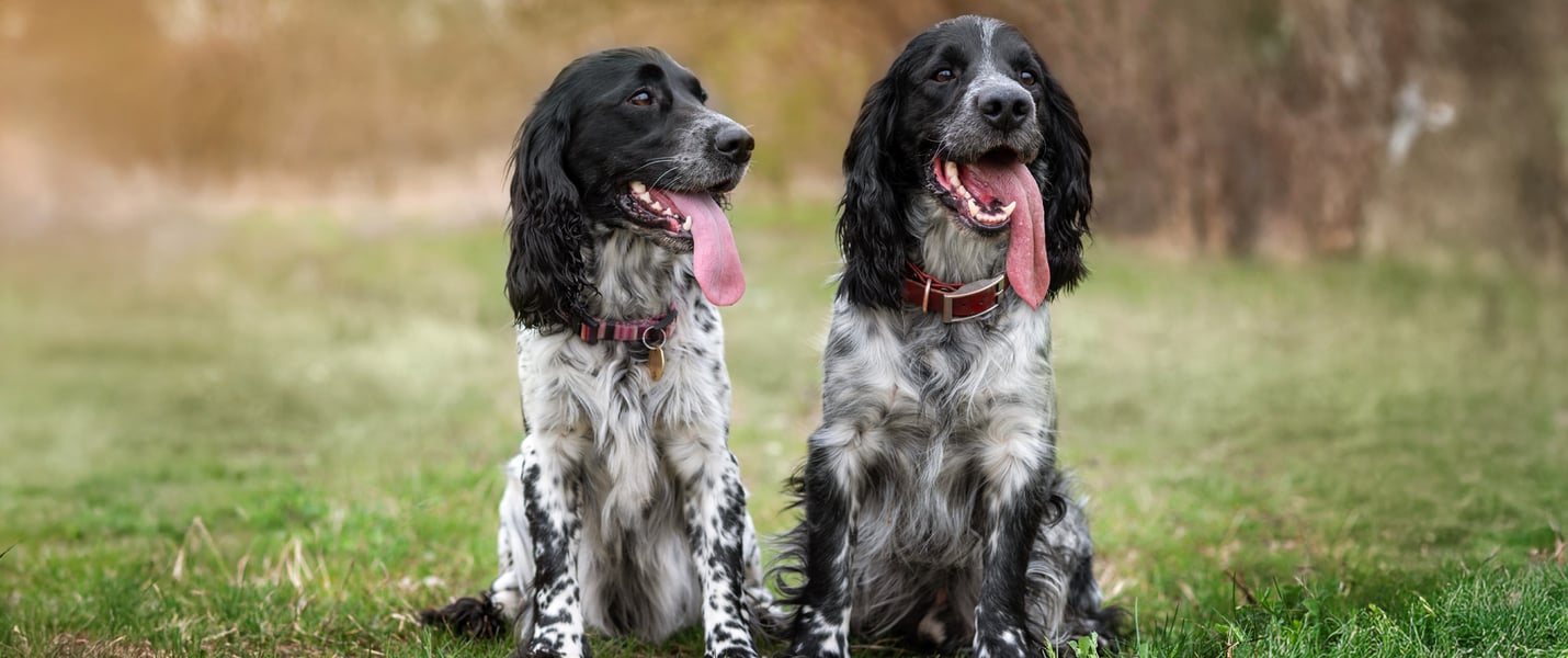 Two black and white Springer Spaniels sitting on green grass.