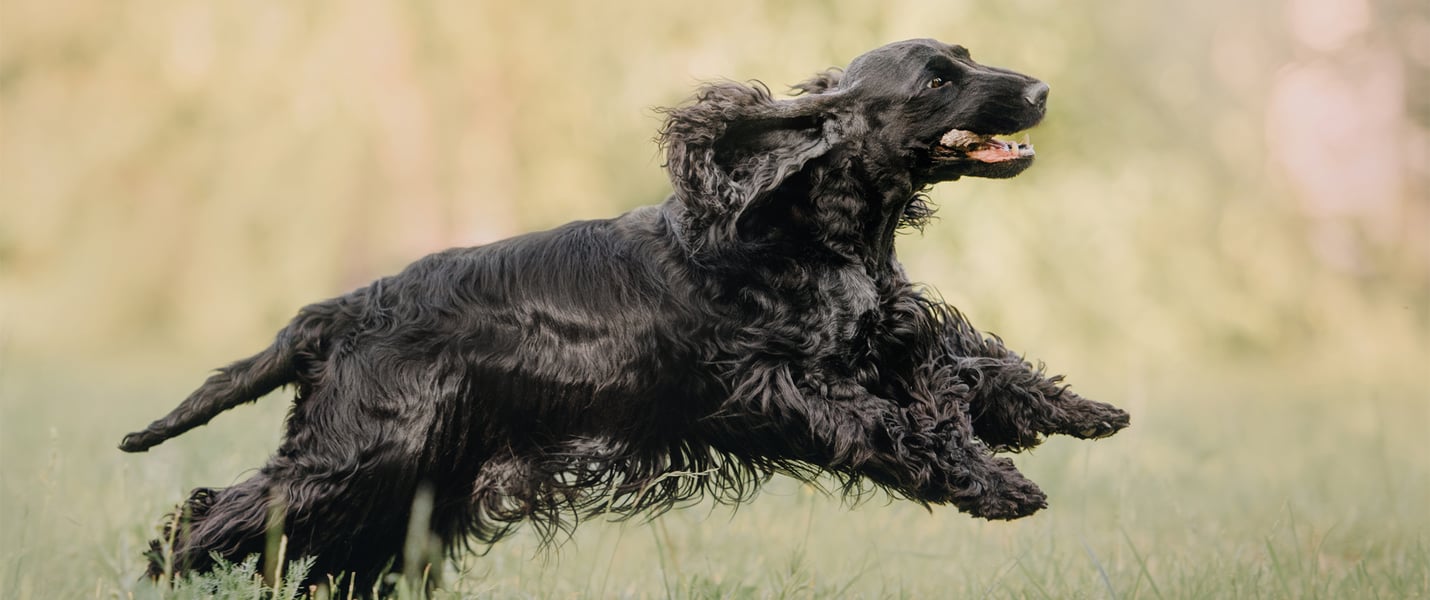 A black Cocker Spaniel running through grass.