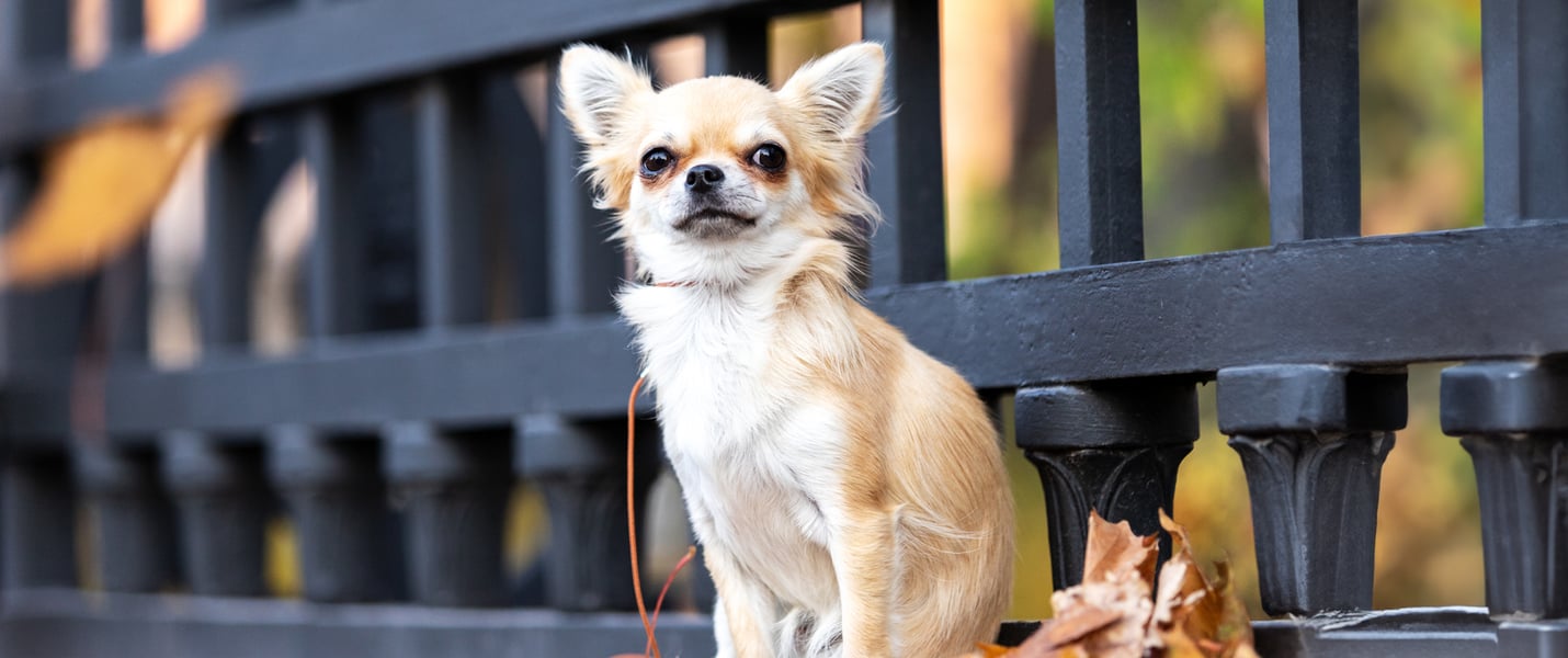 chihuahua siting on a bench with some autumn leaves next to it