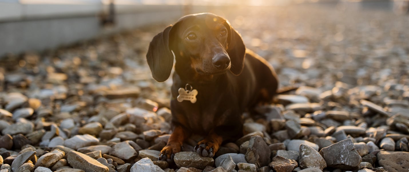 a dachshund laying on pebbles