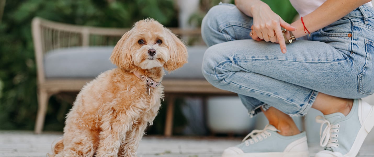 A maltipoo sitting outdoors.