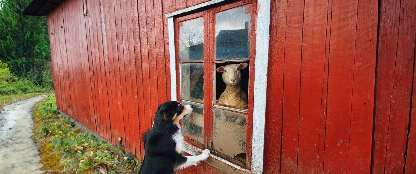 border collie looking at a menacing sheep