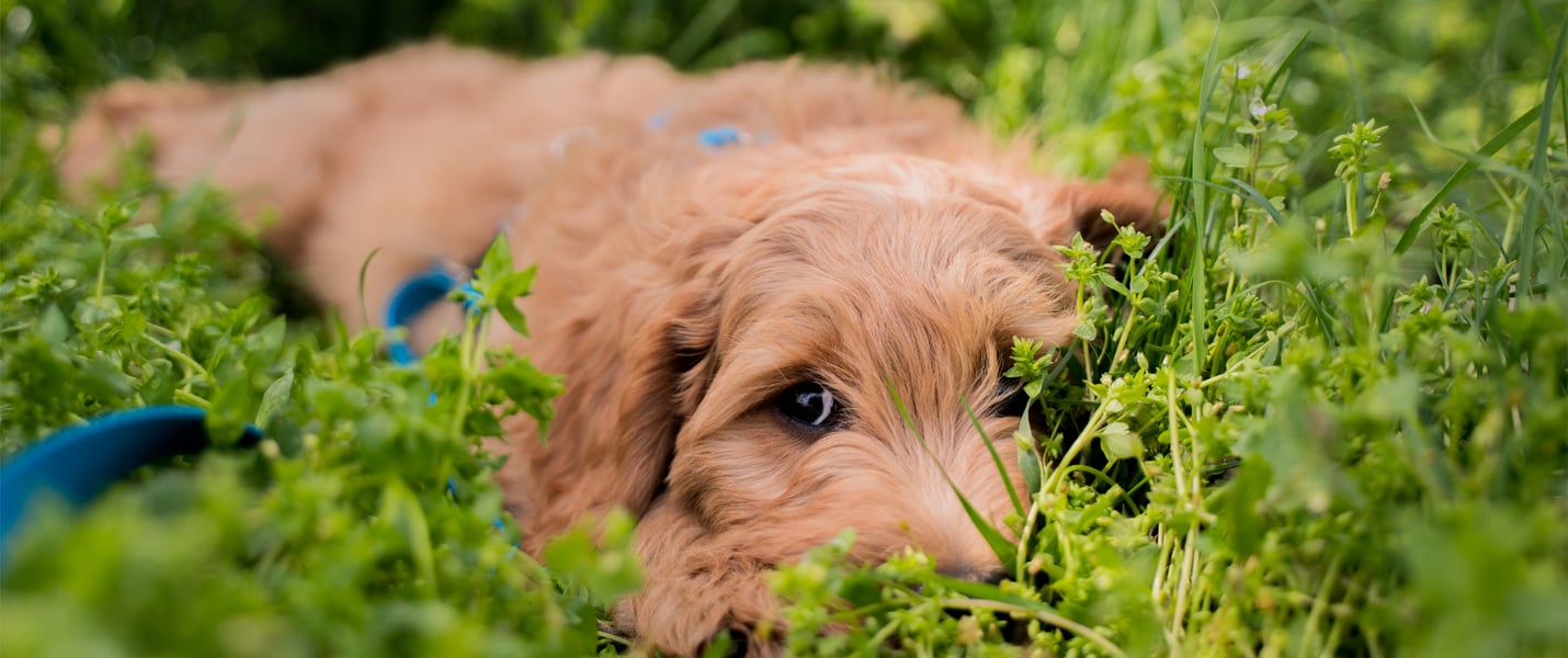 A brown Cockapoo laying down in grass partially covering his face.