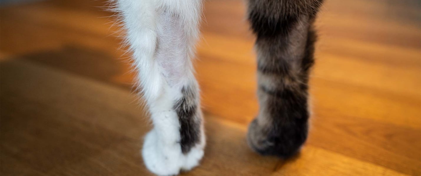 cat legs losing hair