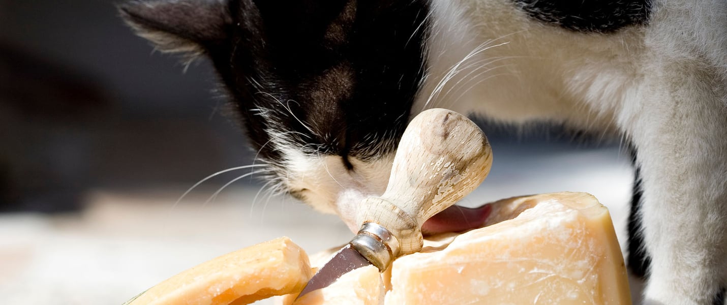 a black and white cat sniffing some cheese