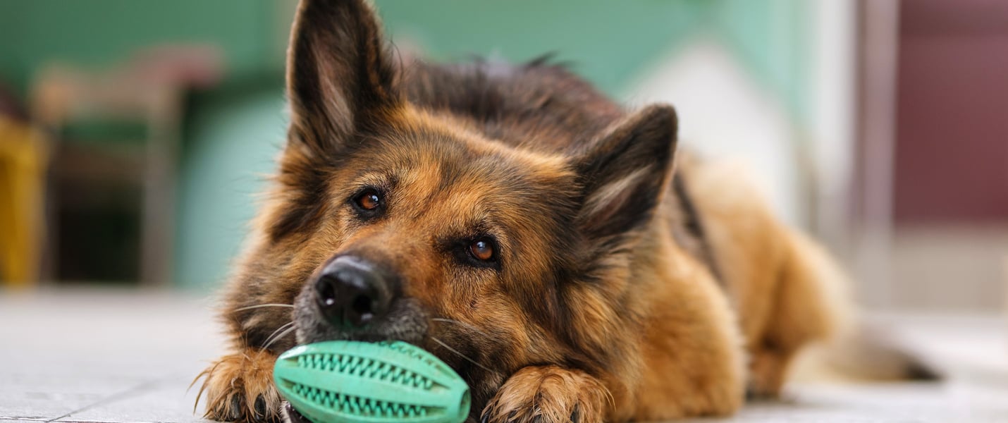 A german shepherd sat with a toy.