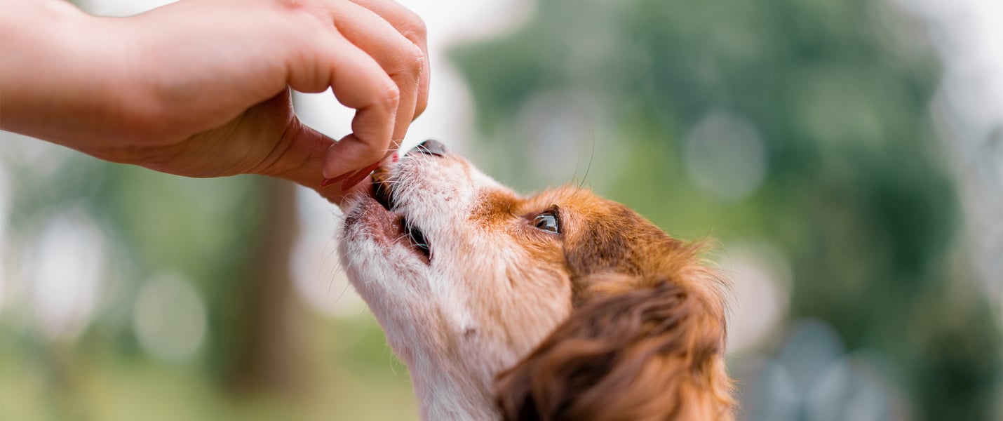 a dog being given a tablet by their owner against a green leafy blurred background