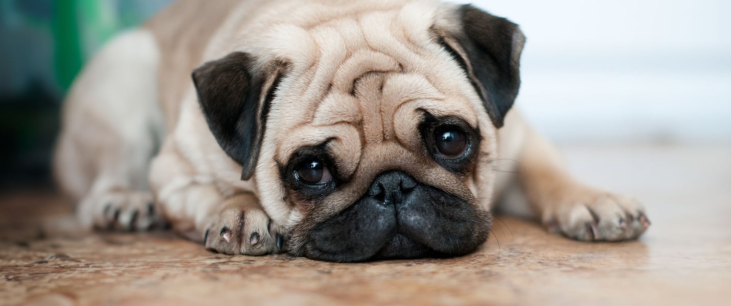 A sad looking pug