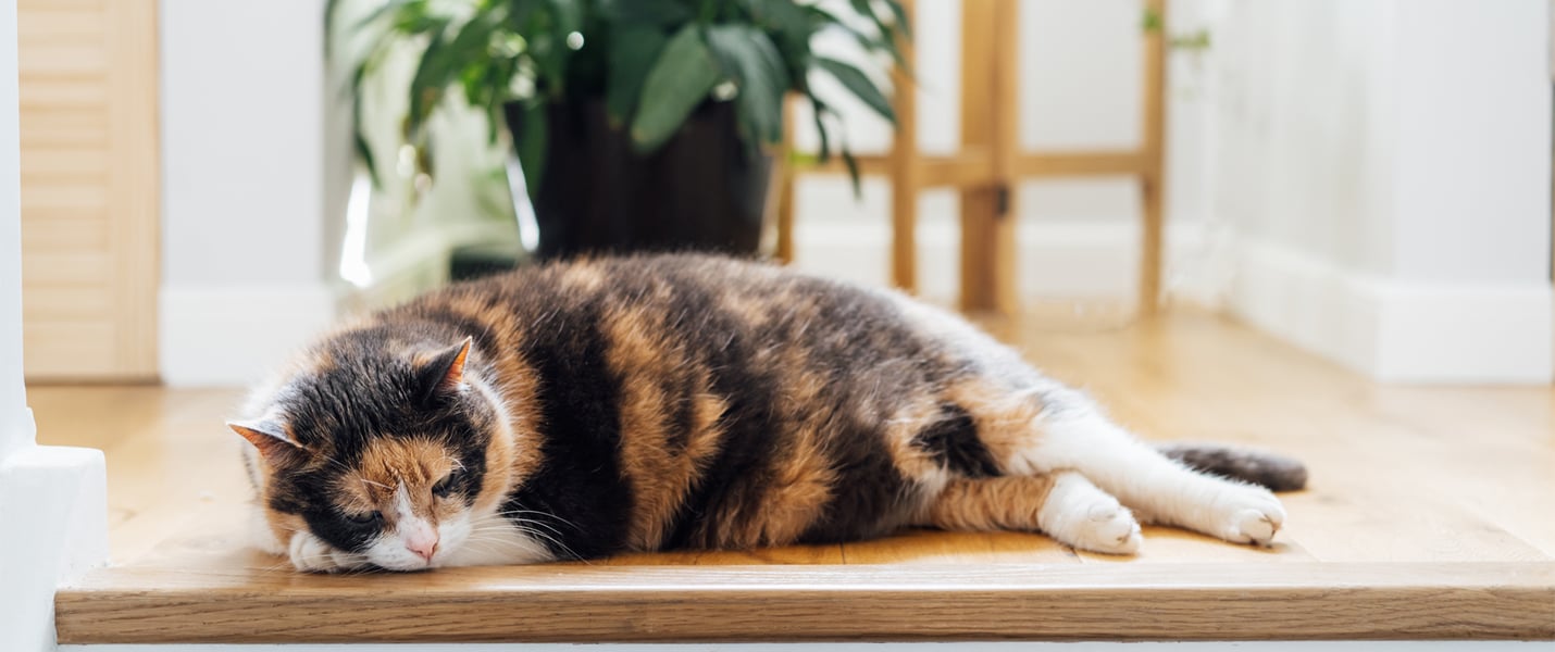 a cat laying at the top of the stairs
