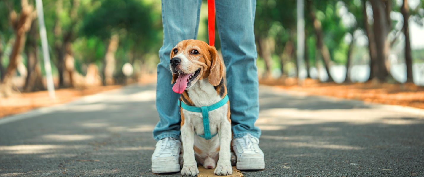 A Beagle stood between their owner's legs.